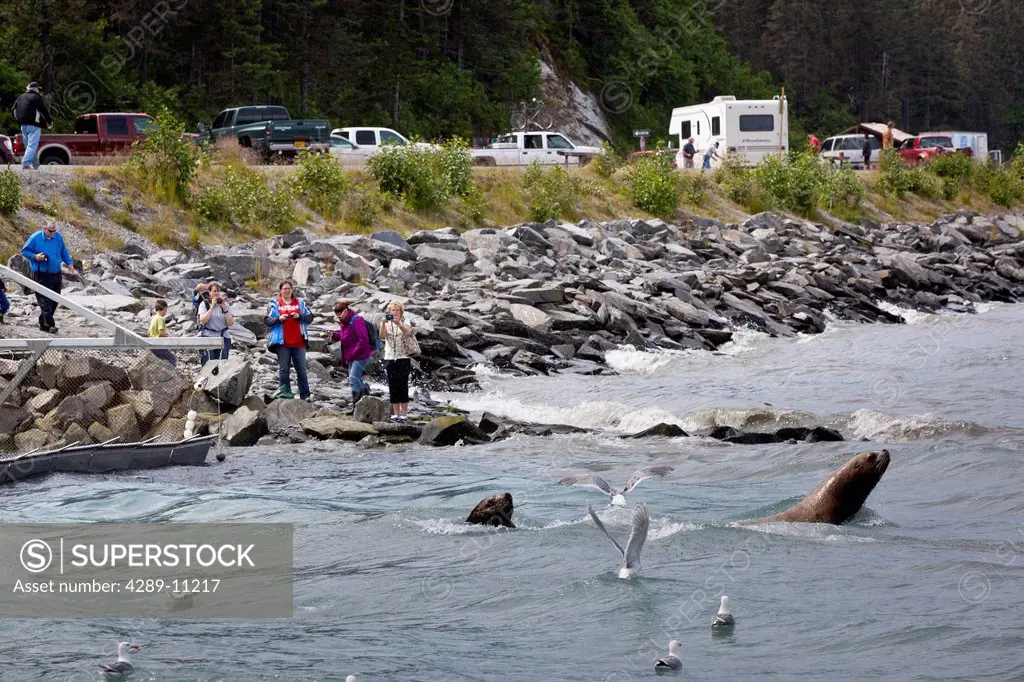 Sea Lions fish for salmon at Allison Point as visitors watch from the shoreline, Valdez, Southcentral Alaska, Summer
