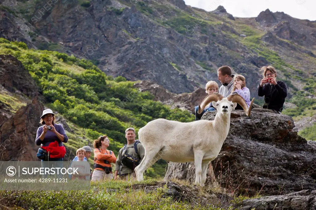 A group of hikers photograph a close by ram Dall Sheep, Savage River valley, Denali National Park and Preserve, Interior Alaska, Summer