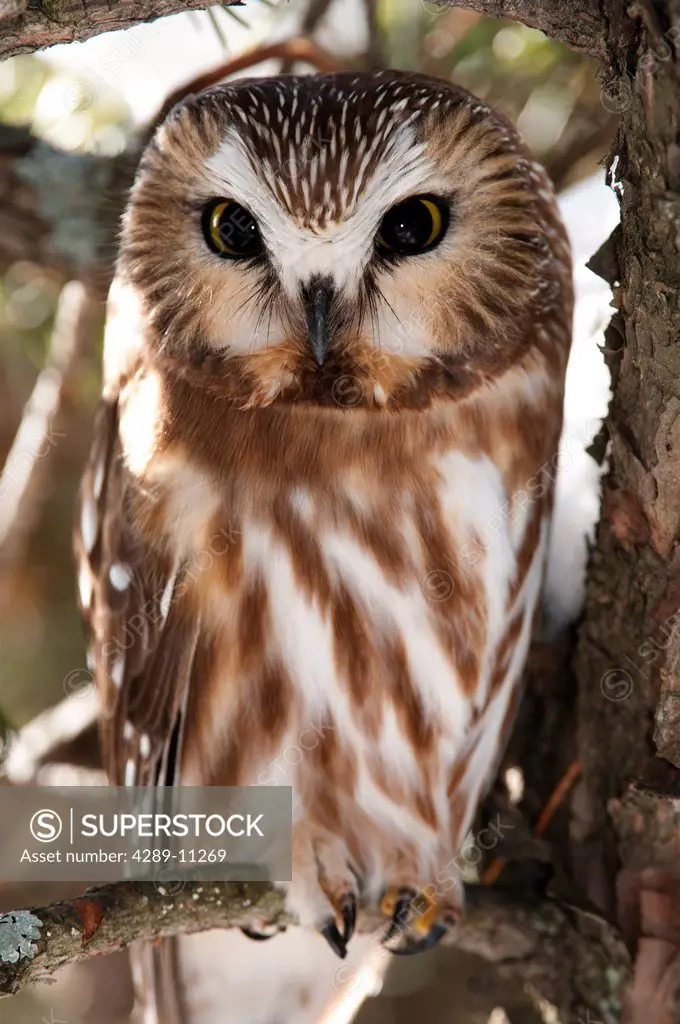 Saw_whet Owl perched on a branch in a tree, Canada