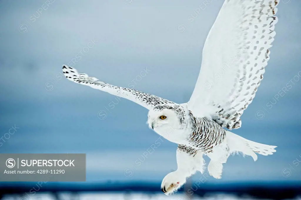 Female Snowy Owl in flight over snow, Saint_Barthelemy, Quebec, Canada, Winter