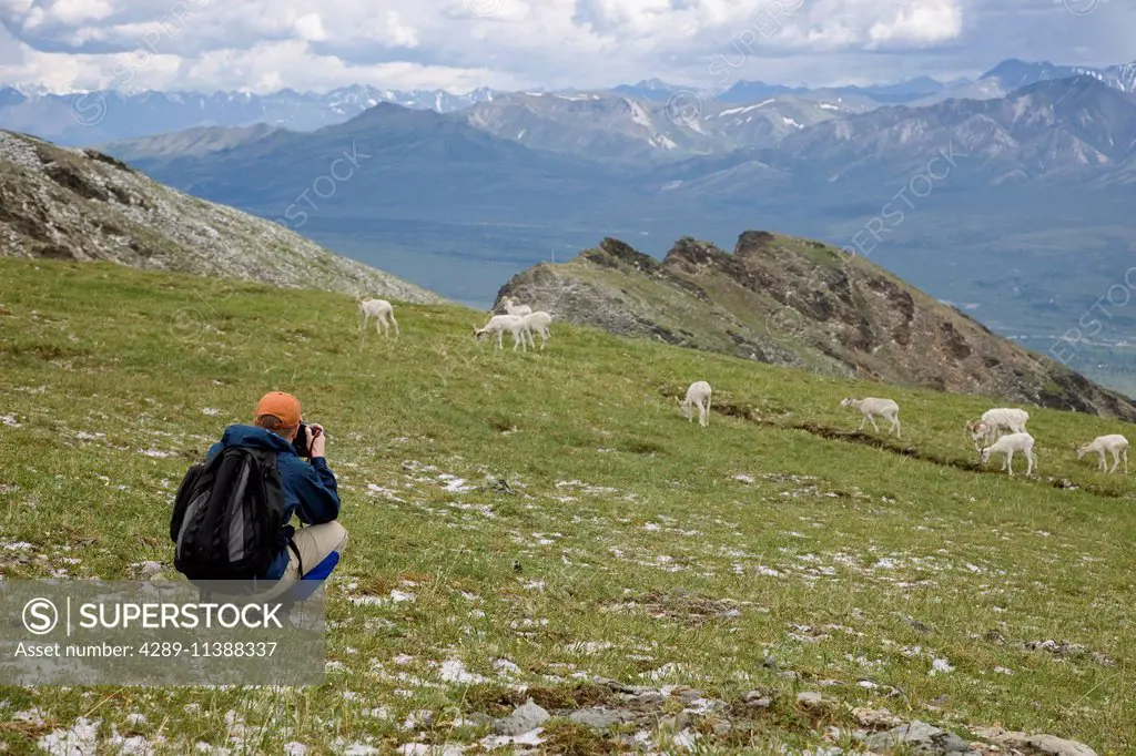 Hiker Photographs Dall Sheep On A Mountain Ridge In Denali National Park, Alaska