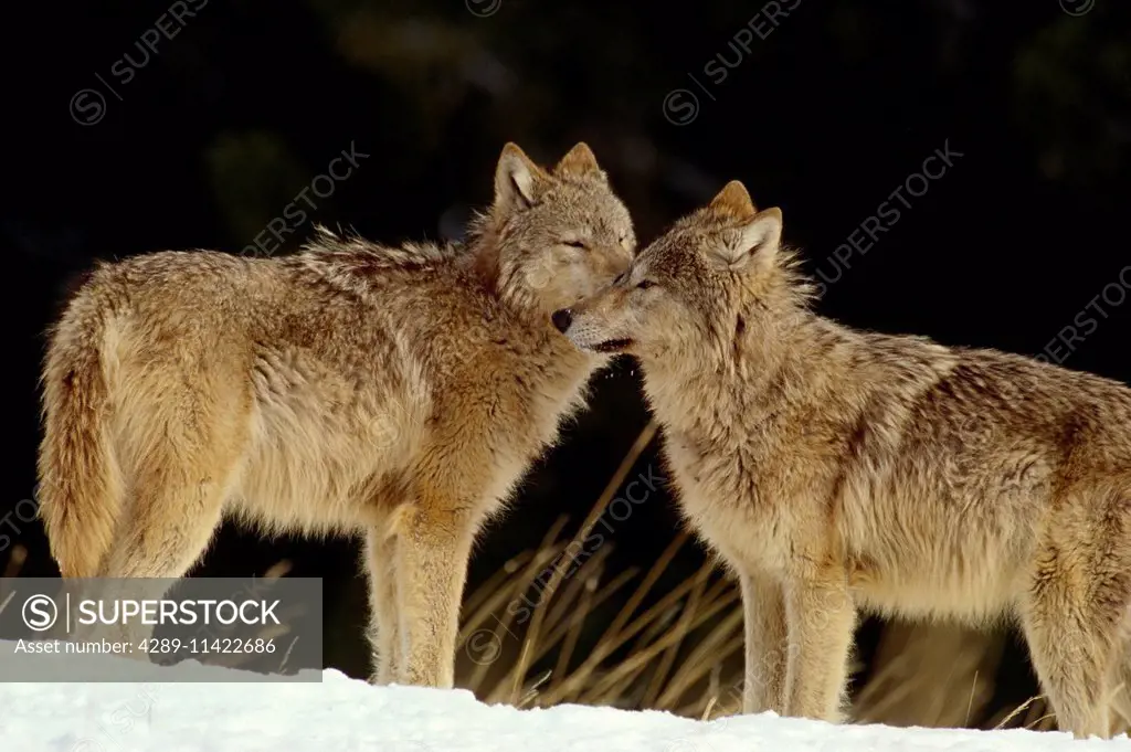 Gray Wolves Standing Alert Winter