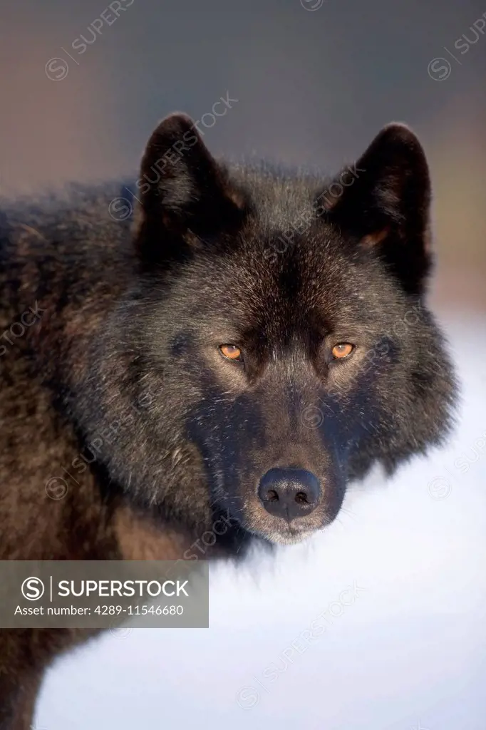 Close-Up Archipelago Wolf In Black Color Phase Standing On Snow Field Southeast Alaska Winter Tongass Nat Forest