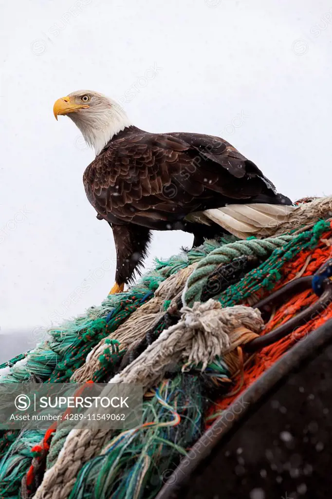 Bald eagle perched on fishing net in search of scraps during snow squall in  Kodiak, Alaska - SuperStock