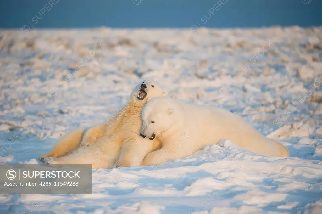 Polar bear (Ursus maritimus), sow and cub play with one another on newly formed pack ice, Beaufort Sea, off the 1002 area of the Arctic National Wildl...