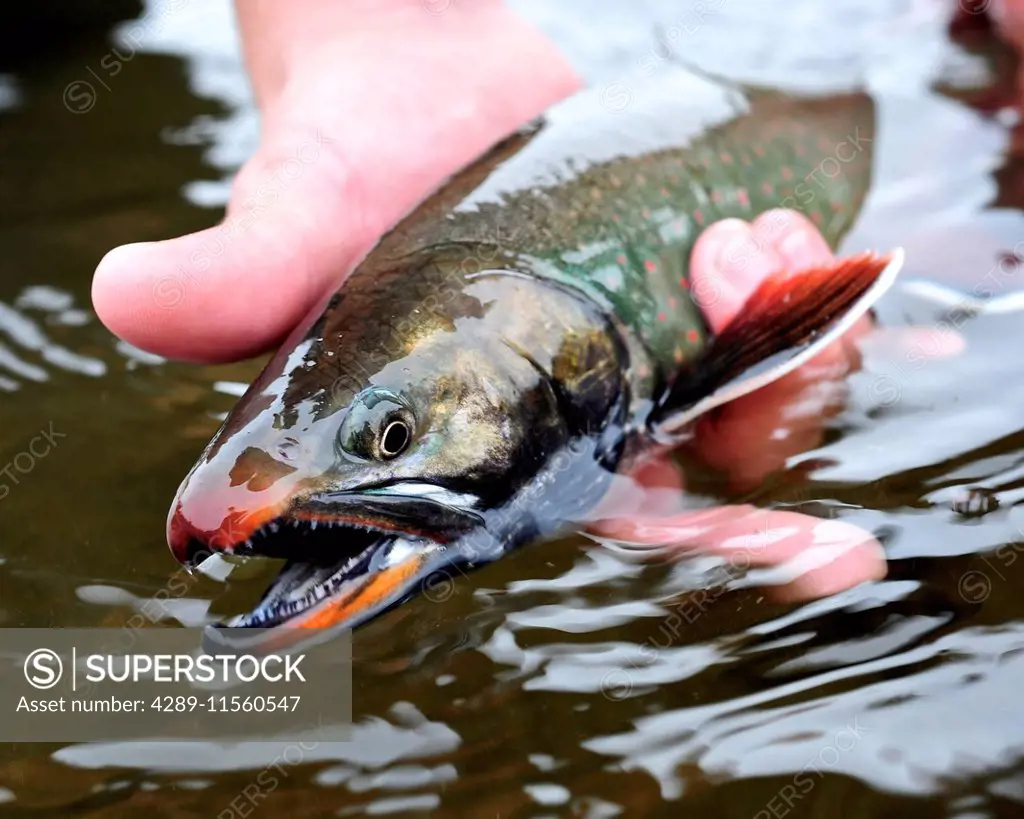 Close Up Of A Person Hold A Dolly Varden Char Fished On Deep Creek, Kenai Peninsula, Southcentral Alaska, Autumn