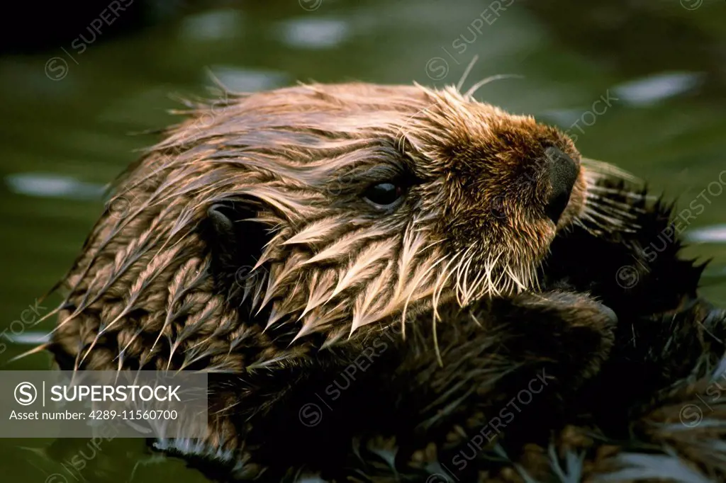 Close Up Portrait Of Sea Otter Alaska Summer