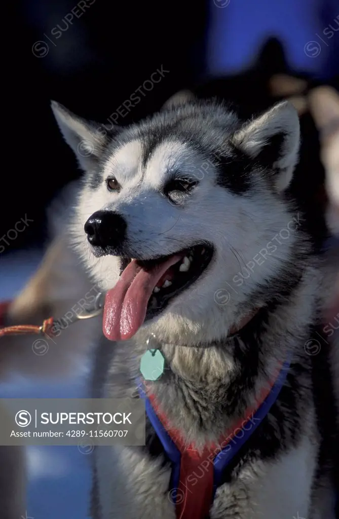 Portrait Of Sled Dog In Harness At Anchorage Start