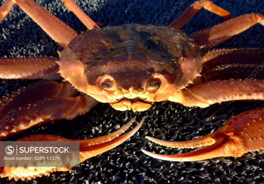 Close up of a Tanner crab off Kachemak Bay near Homer, kenai Peninsula, Southcentral Alaska,