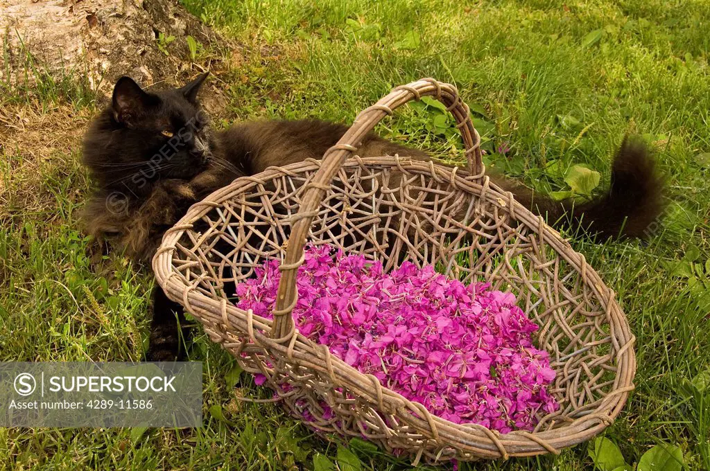 Medium_haired domestic black cat laying with a basket of harvested fireweed blossoms in Anchorage, Southcentral AK, Summer