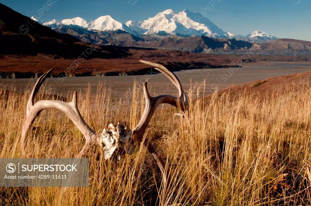 Scenic of Mt. McKinley with caribou antlers in the foreground, Denali National Park & Preserve, Interior Alaska, Autumn