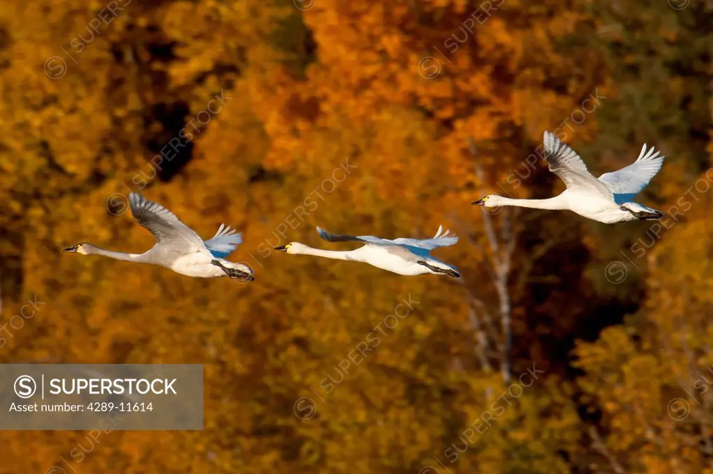 Three swans in flight over Potter Marsh with Fall colors in background, Anchorage, Southcentral Alaska