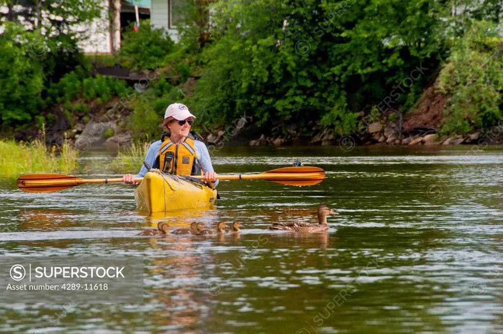 Female kayaker crosses a family of ducks while paddling the Chena River in Fairbanks, Interior Alaska, Summer