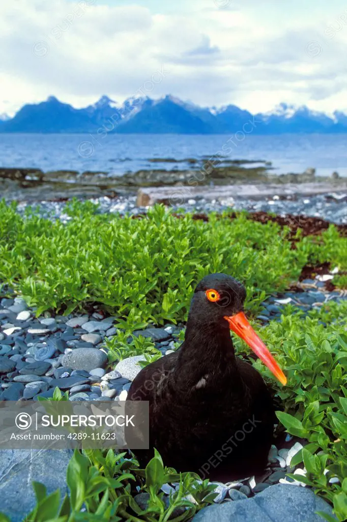 Black Oystercatcher on nest showing 4 eggs with Port Gravina and Chugach mountains in Background, Prince William Sound, Southcentral Alaska, Summer