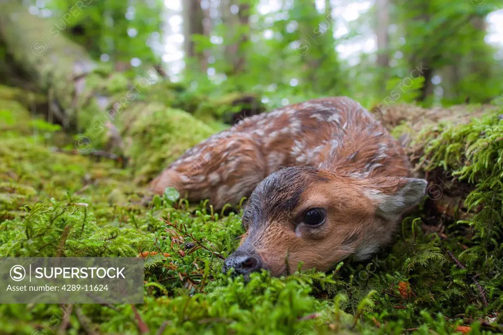 Black_tailed deer fawn lying in moss covered rainforest, Montague Island, Prince William Sound, Southcentral Alaska, Summer