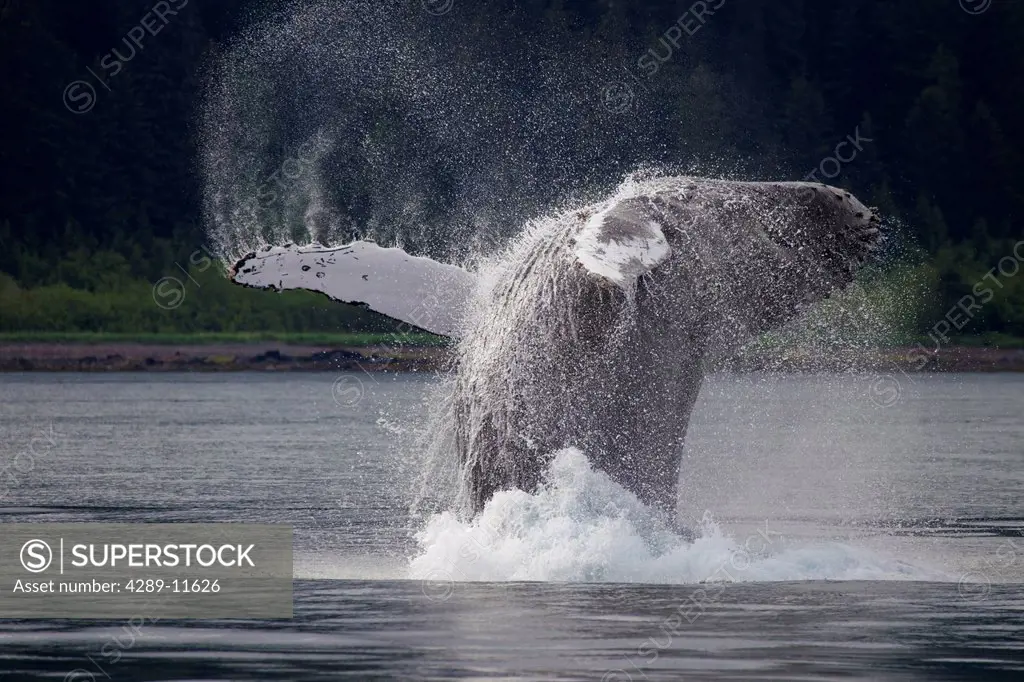 Humpback whale breaching in front of Montague Island, Prince William Sound, Southcentral Alaska, Summer