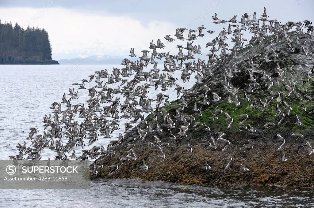 A flock of Surfbirds Aphriza virgata take off from the Gravina Rocks in Port Gravina, Prince William Sound, Southcentral Alaska, during their annual s...