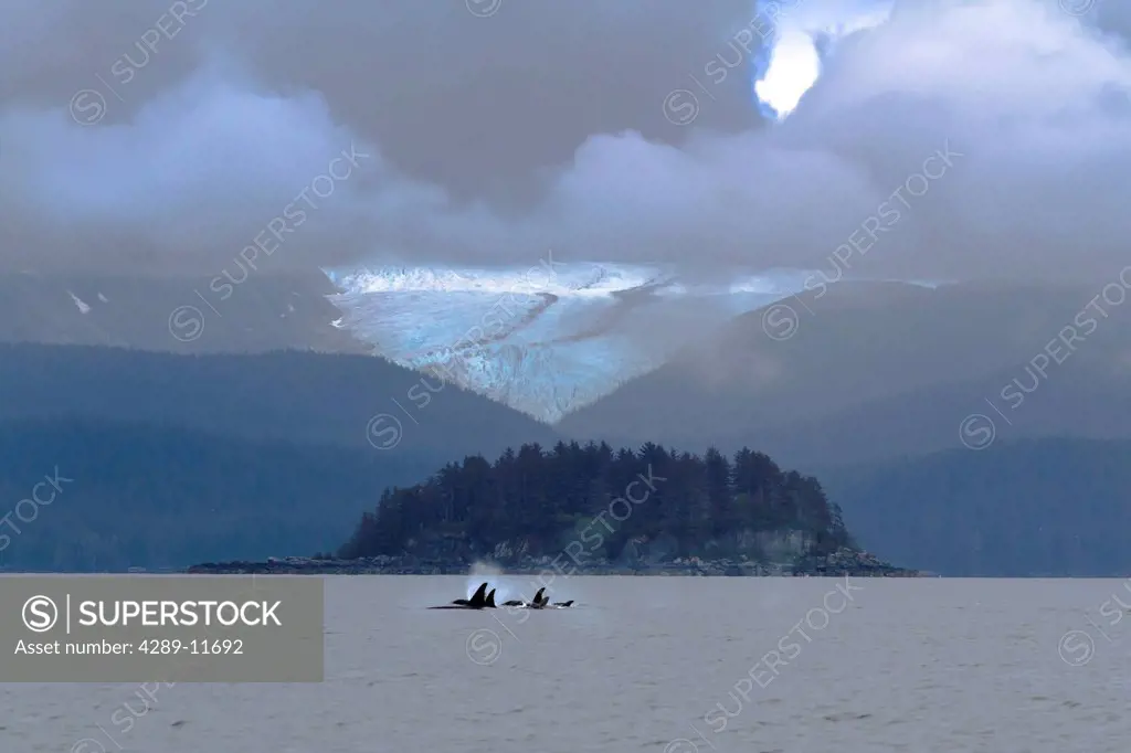View of a smalll pod of Orca Whales in front of Mendenhall Glacier on a cloudy day in Stephens Passage, Southeast Alaska, Summer