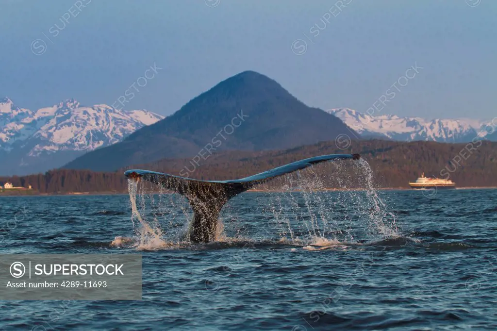 View of a Humpback Whale tale dripping water as the whale dives in Lynn Canal with a Alaska Marine Highway Ferry in the background, Southeast Alaska, ...
