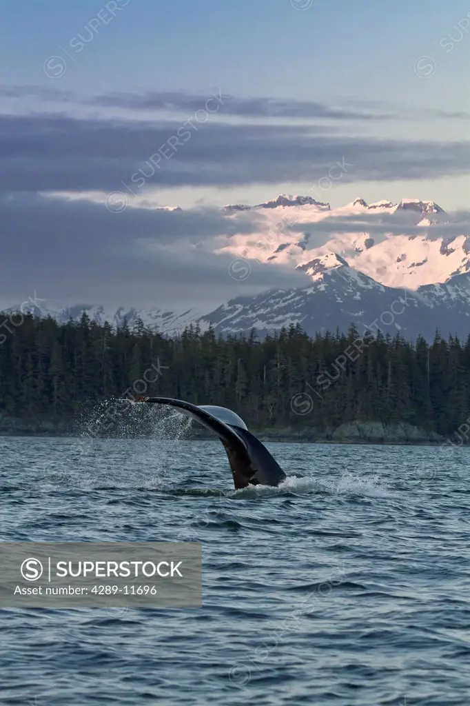 Close up of a Humpback Whale tale dripping water as the whale dives in Lynn Canal at sunset, Southeast Alaska, Summer
