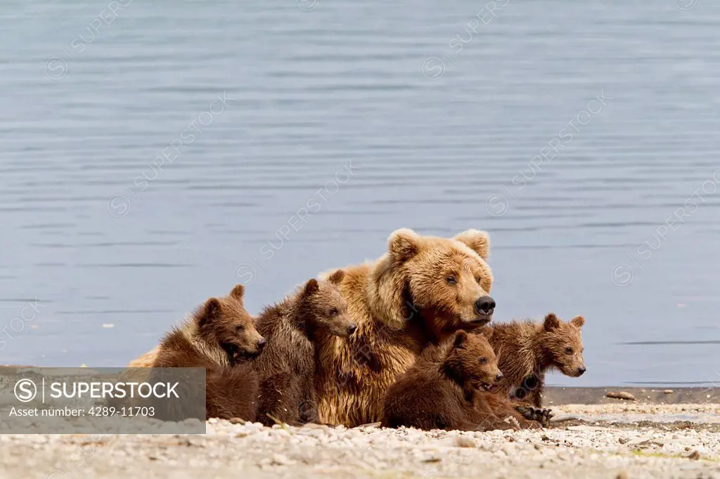 A Brown Bear Sow nicknamed Milkshake rests with 4 of her spring cubs on the beach of Naknek Lake, Brooks Camp, Katmai National Park, Southwest, Alaska...