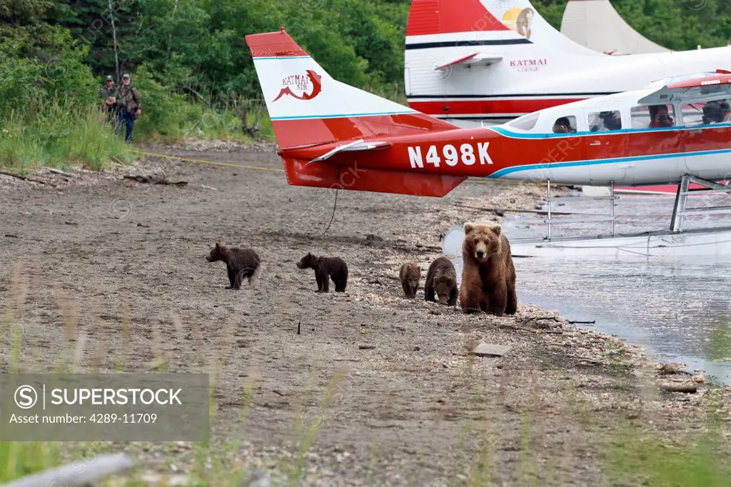 A Brown Bear sow, nicknamed Milkshake, leads her four spring cubs down the beach of Naknek Lake, past docked float planes, while people in the float p...