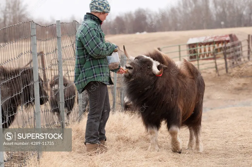 A musk ox farm worker feeds one of the yearling bulls at the Musk Ox Farm near Palmer, Southcentral Alaska, Spring. CAPTIVE