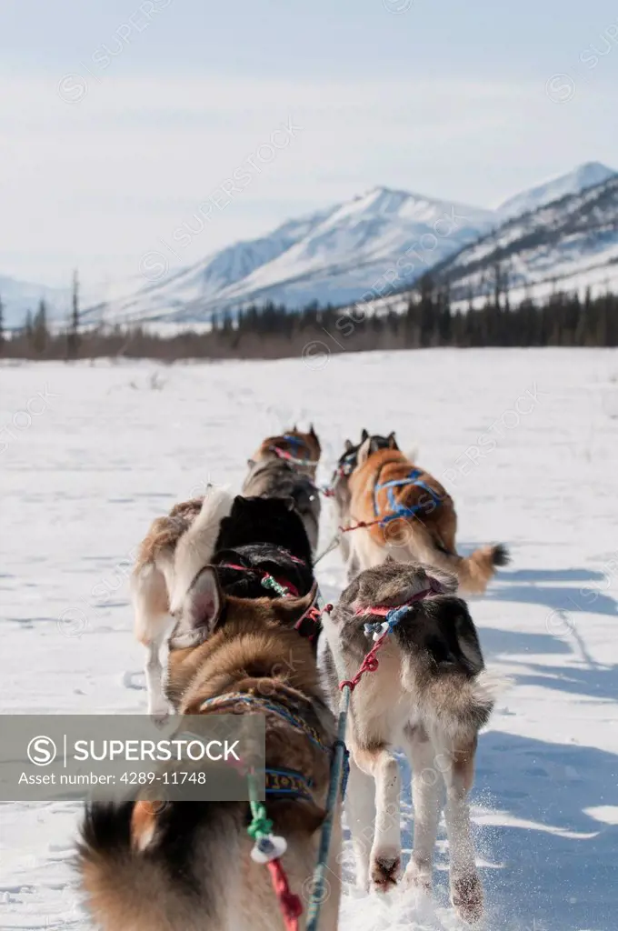 Musher´s perspective while mushing back to base camp on the North Fork of the Koyukuk River in Gates of the Arctic National Park & Preserve, Arctic Al...