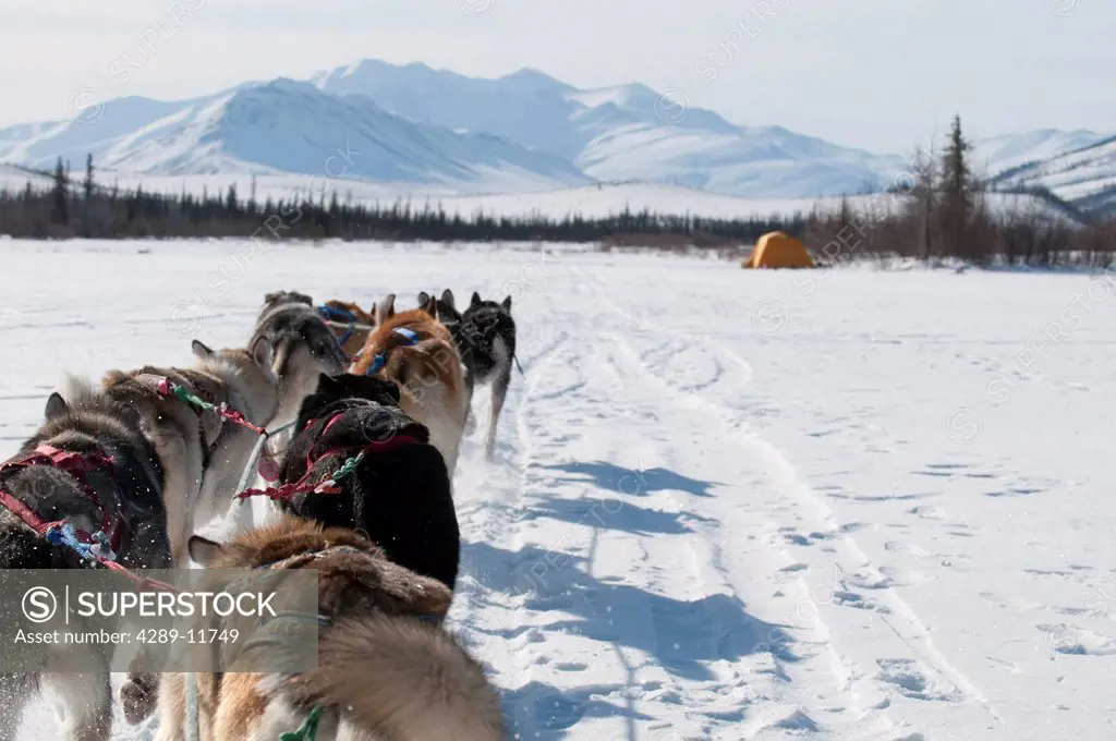 Musher´s perspective while mushing back to base camp on the North Fork of the Koyukuk River in Gates of the Arctic National Park & Preserve, Arctic Al...