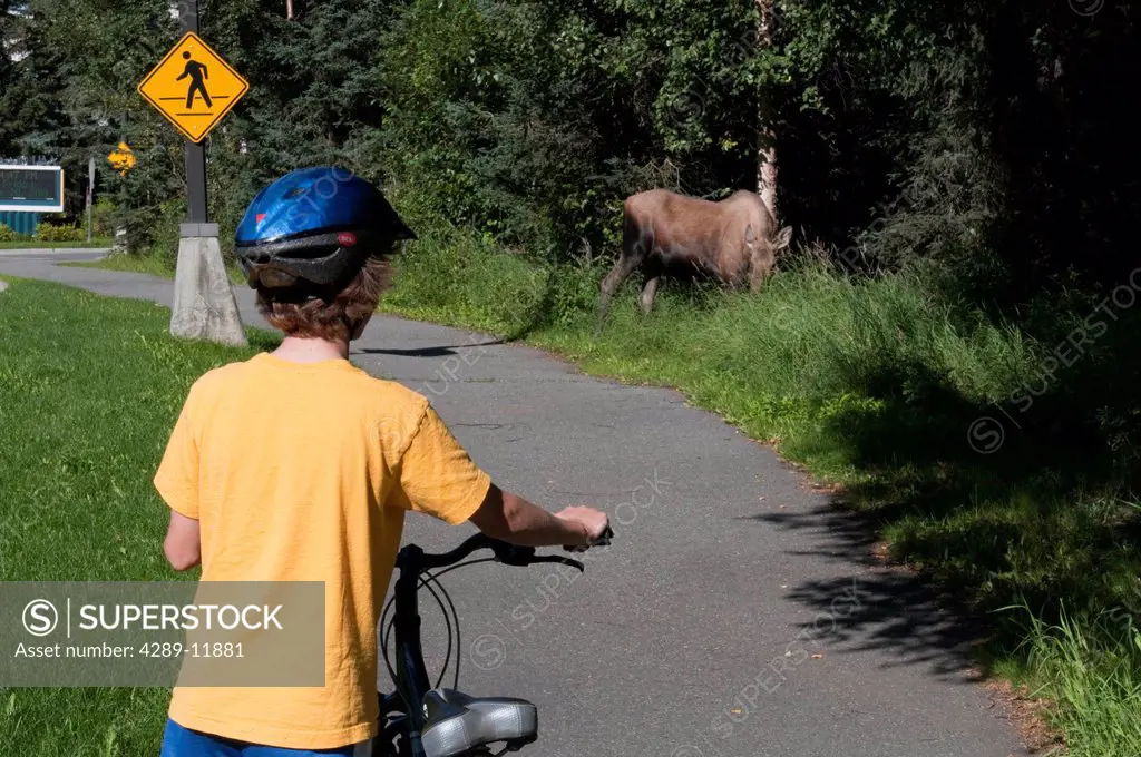 A young boy stops for a browsing moose on the bike trails on the University of Alaska Anchorage campus, Southcentral Alaska, Summer