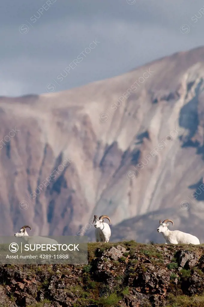 A trio of Dall sheep rams rests on a rock ledge near Polychrome Pass in Denali National Park & Preserve, Interior Alaska, Summer