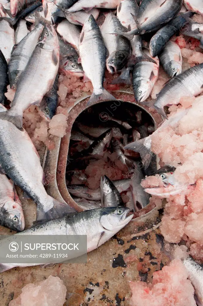Sockeye salmon pile up on the deck of a tender while waiting to be pushed down into the cold storage hold, Bristol Bay region, Southwest Alaska, Summe...