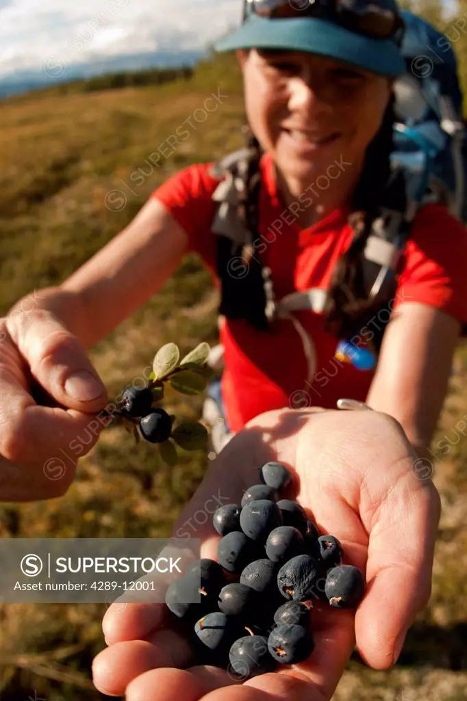Woman shows off a handfull of blueberries while hiking with a packraft to raft the East Fork o the Chulitna River, Interior Alaska, Summer