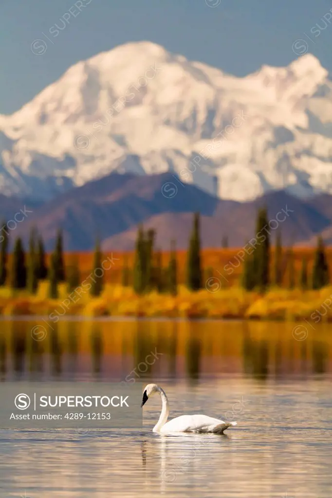 Scenic of Trumpeter Swan in a pond along the Parks Highway with Mt. Mckinley in the background, Southcentral Alaska, Autumn