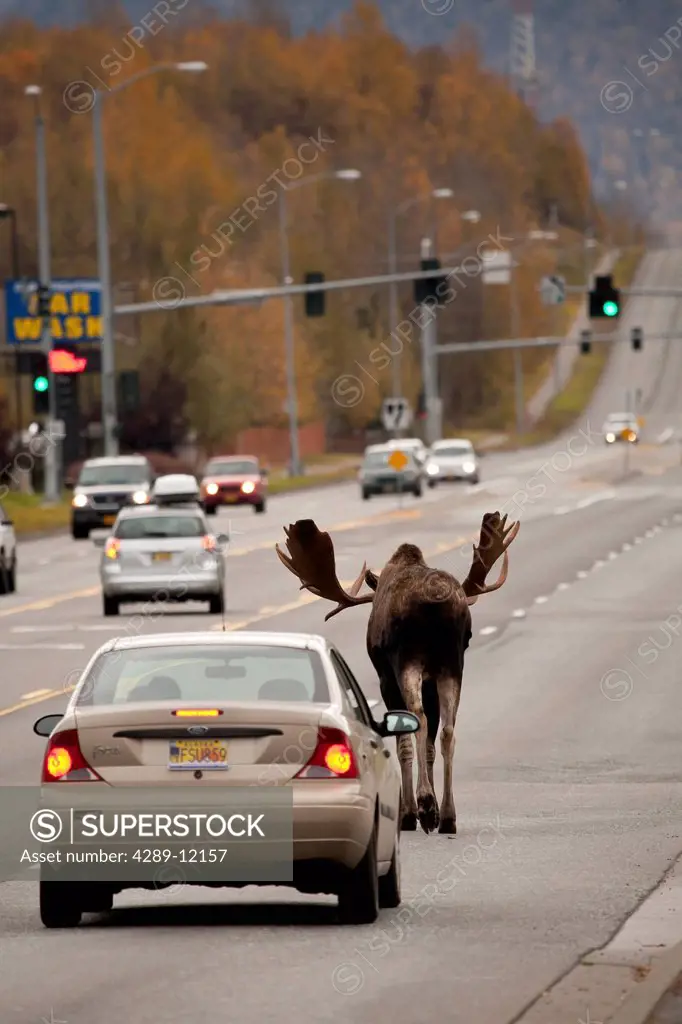 Bull Moose walking down a busy street stops traffic in Anchorage, Southcentral Alaska, Fall