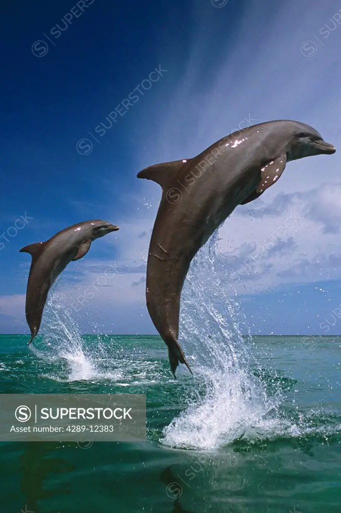 Bottlenose dolphins leaping Carribean Sea Roatan Honduras