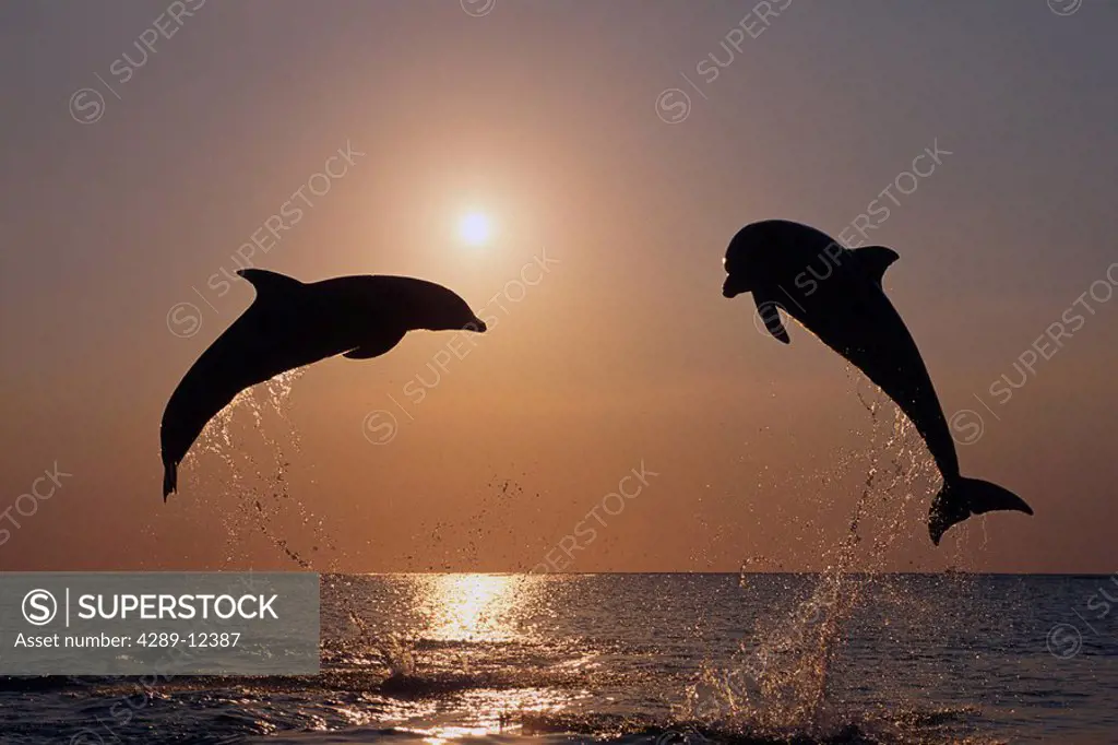 Bottlenose dolphins leaping @ sunset Carribean Sea Roatan Honduras