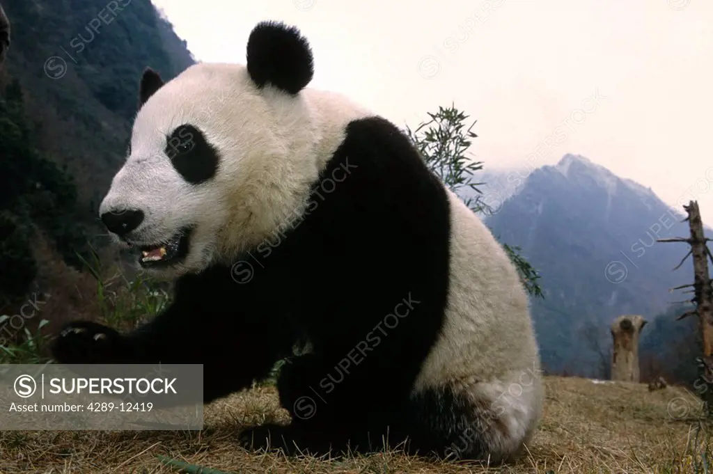 Giant Panda w/care taker Wolong Panda Preserve Sichuan Province China