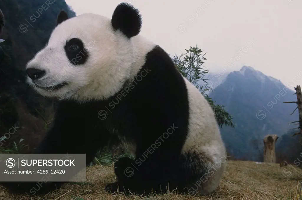 Giant Panda w/care taker Wolong Panda Preserve Sichuan Province China