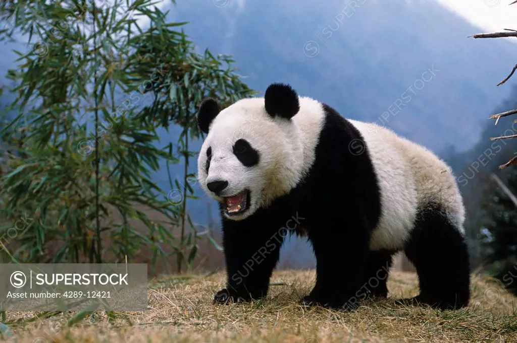 Giant Panda Wolong Panda Preserve Sichuan Province China