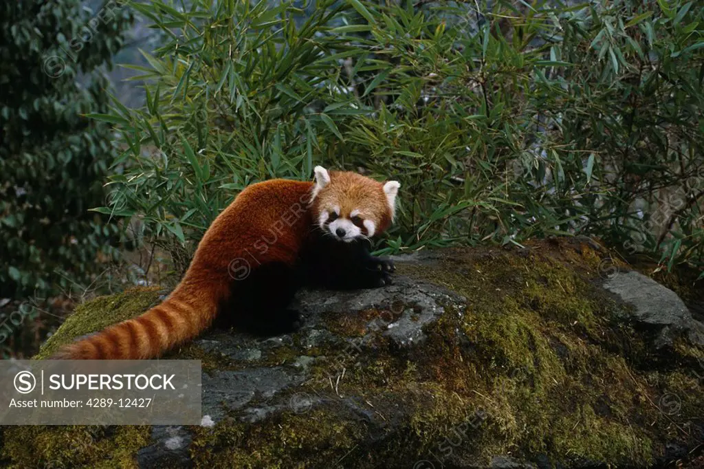 Red Panda Wolong Panda Preserve Sichuan Province China