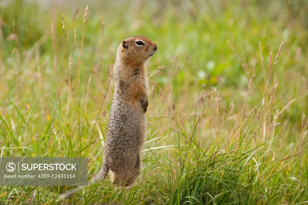 Arctic Ground Squirrel Stands Alert On Hind Feet, Denali National Park, Alaska