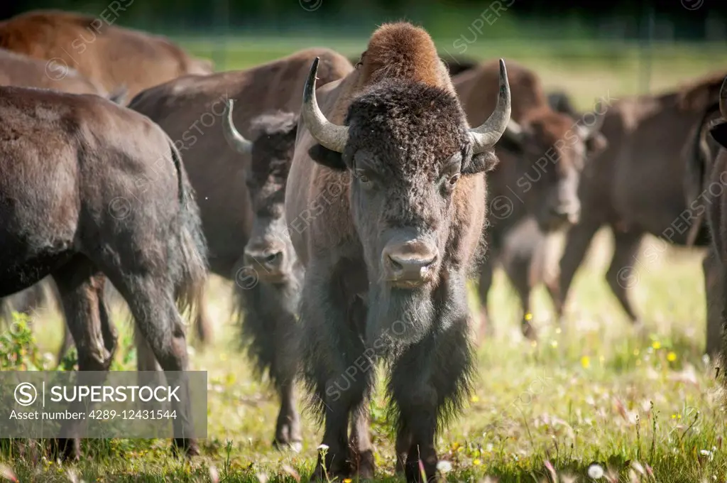 Close up of a Bison herd near Delta Junction, Interior Alaska, Summer