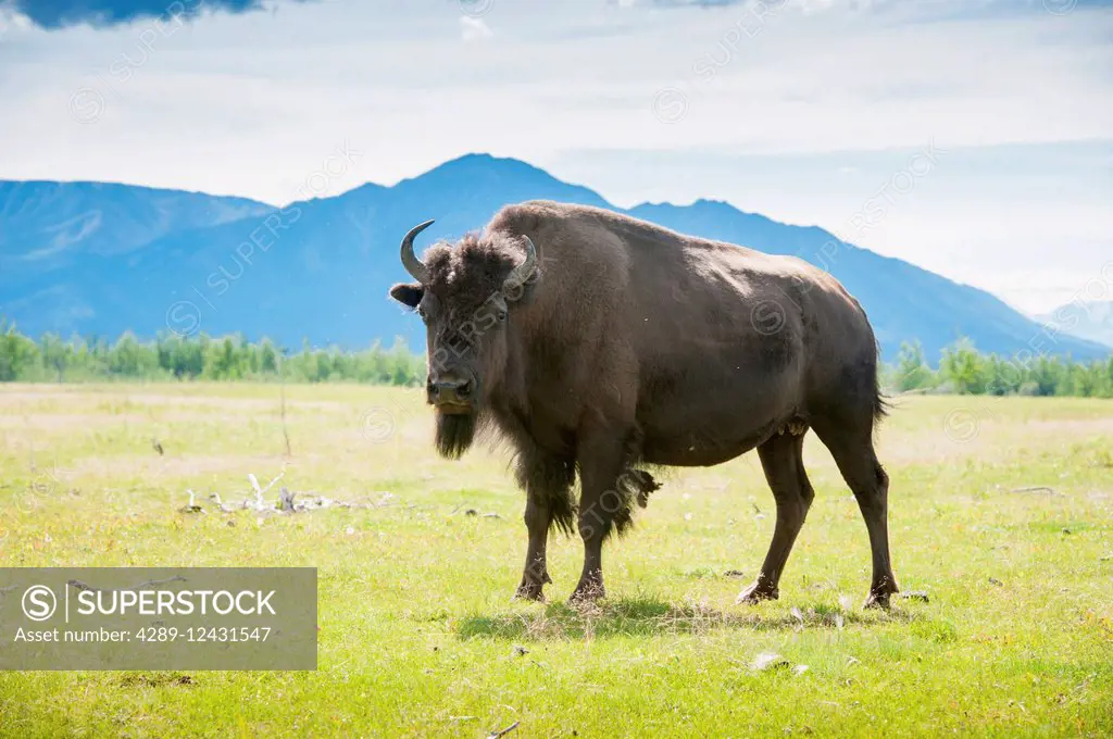 CAPTIVE: Bison grazing in a field, Delta Junction, Interior Alaska