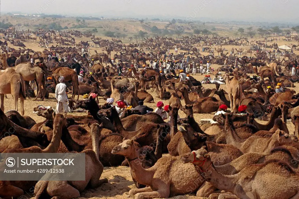 Pushkar Camel trading fair Rajasthan Desert India