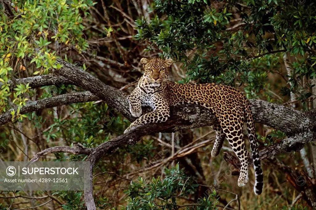 Leopard resting in tree Kenya