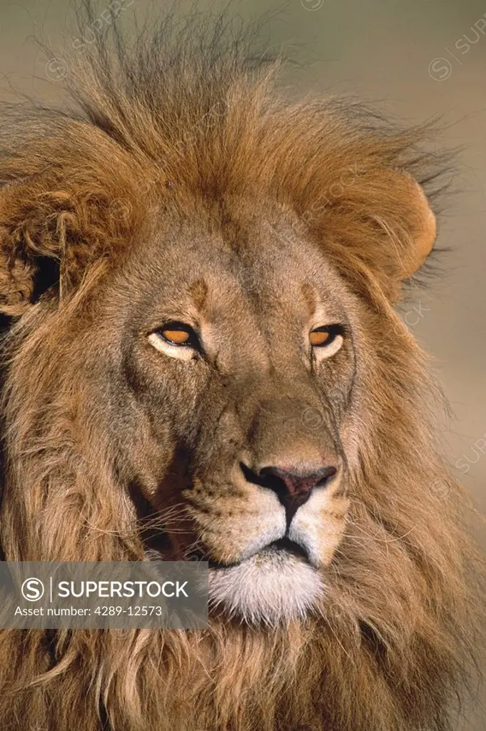 Portrait of Male Lion Africa