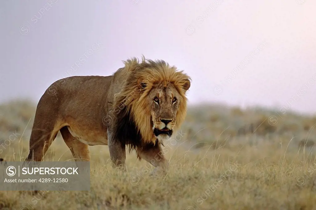 Male Lion standing in grass Africa