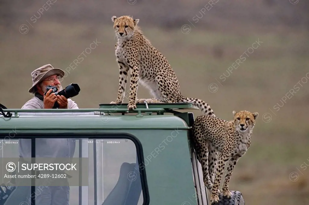 Man photographing Cheetah on vehicle Africa