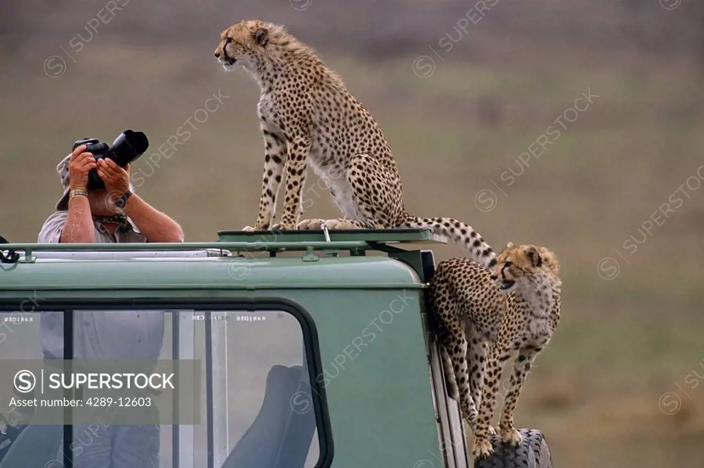 Man photographing Cheetah on vehicle Africa